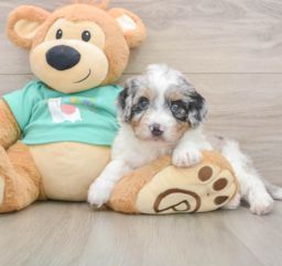 6 week old Mini Aussiedoodle Puppy For Sale - Lone Star Pups