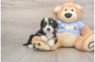 Mini Aussiedoodle Pup Being Cute