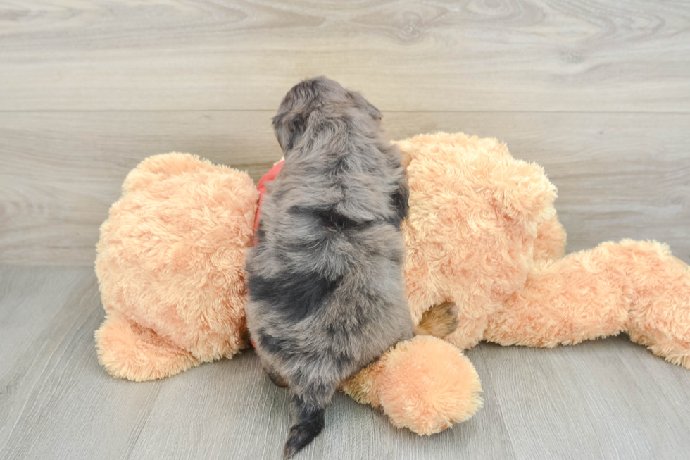 Best Mini Aussiedoodle Baby