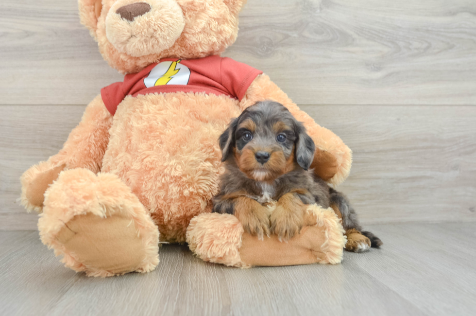 6 week old Mini Aussiedoodle Puppy For Sale - Lone Star Pups