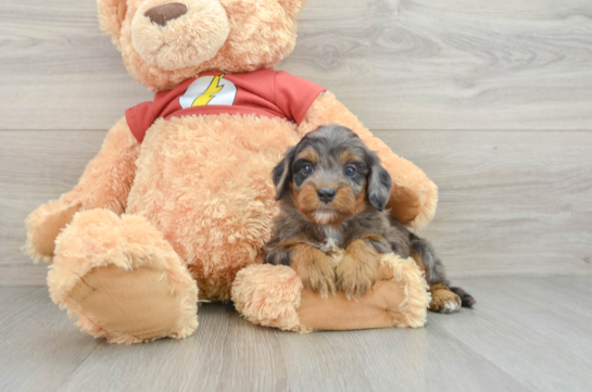 Mini Aussiedoodle Puppy for Adoption