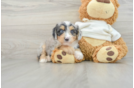 Happy Mini Aussiedoodle Baby