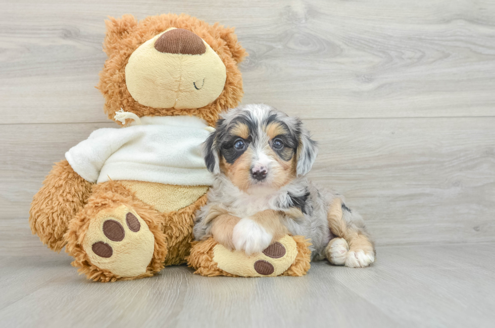 6 week old Mini Aussiedoodle Puppy For Sale - Lone Star Pups