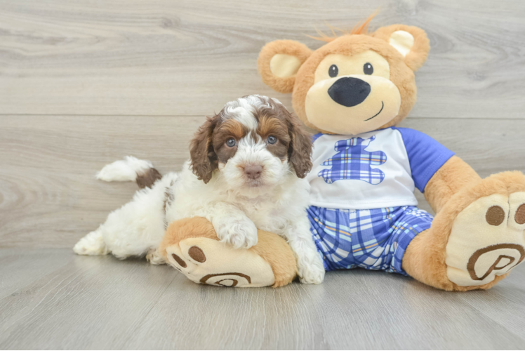 Best Mini Aussiedoodle Baby