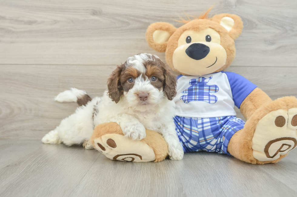 7 week old Mini Aussiedoodle Puppy For Sale - Lone Star Pups