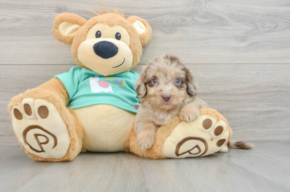 7 week old Mini Aussiedoodle Puppy For Sale - Lone Star Pups