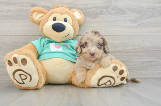 Mini Aussiedoodle Pup Being Cute