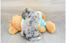 Mini Aussiedoodle Puppy for Adoption