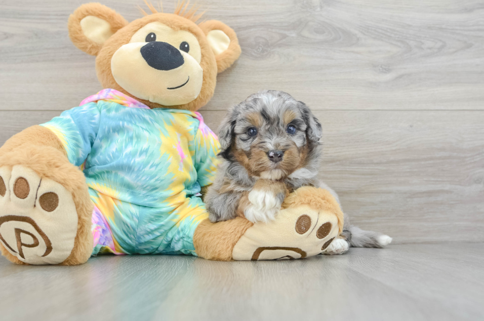 5 week old Mini Aussiedoodle Puppy For Sale - Lone Star Pups