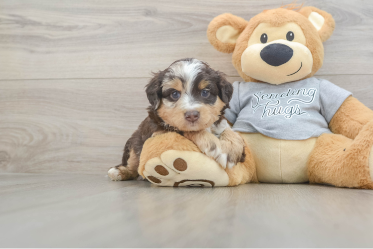 Petite Mini Aussiedoodle Poodle Mix Pup