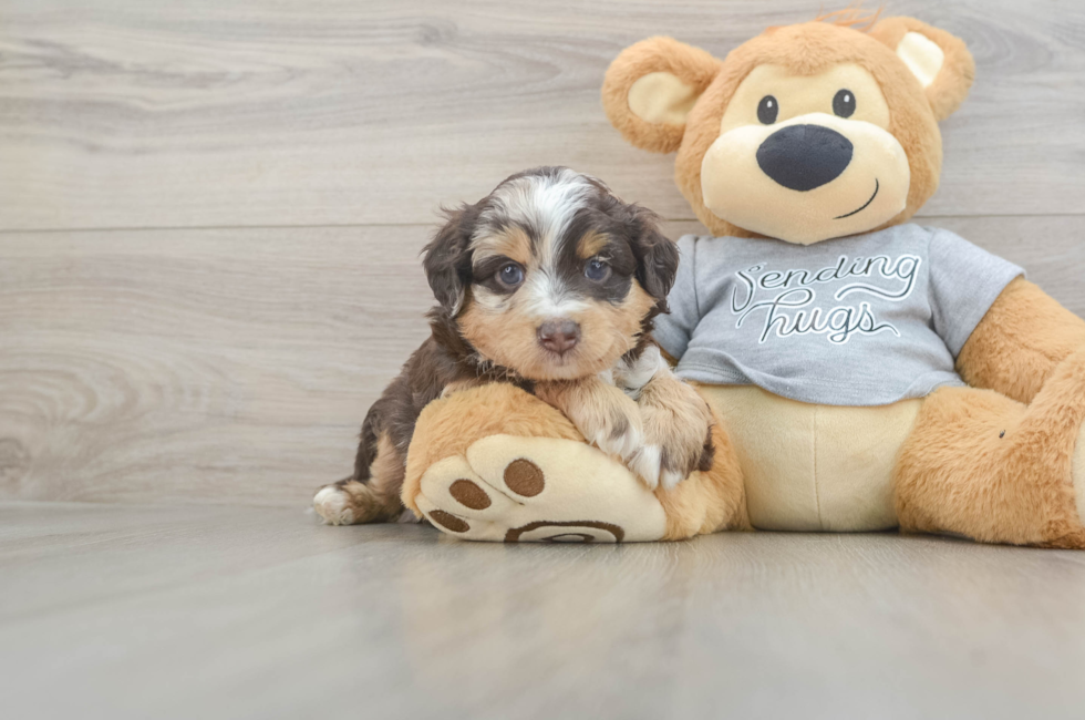 5 week old Mini Aussiedoodle Puppy For Sale - Lone Star Pups