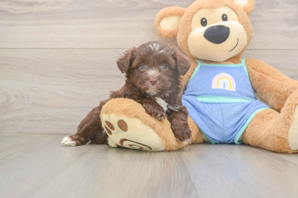 5 week old Mini Aussiedoodle Puppy For Sale - Lone Star Pups