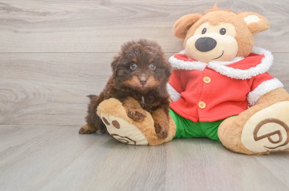 5 week old Mini Aussiedoodle Puppy For Sale - Lone Star Pups