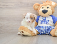 7 week old Mini Aussiedoodle Puppy For Sale - Lone Star Pups