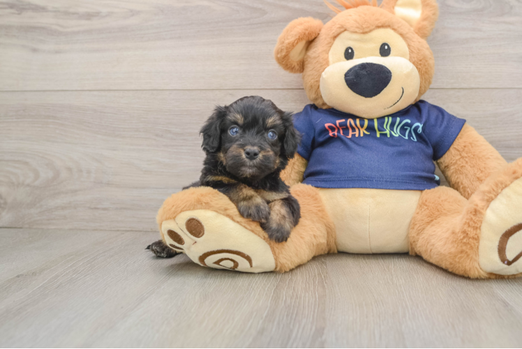 Best Mini Aussiedoodle Baby