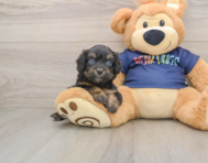 8 week old Mini Aussiedoodle Puppy For Sale - Lone Star Pups