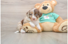 Mini Aussiedoodle Pup Being Cute