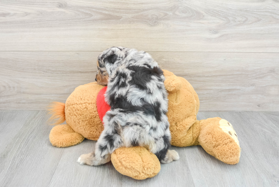 Funny Mini Aussiedoodle Poodle Mix Pup