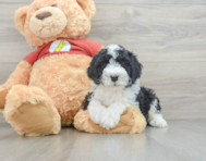 8 week old Mini Aussiedoodle Puppy For Sale - Lone Star Pups