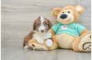 Mini Aussiedoodle Pup Being Cute