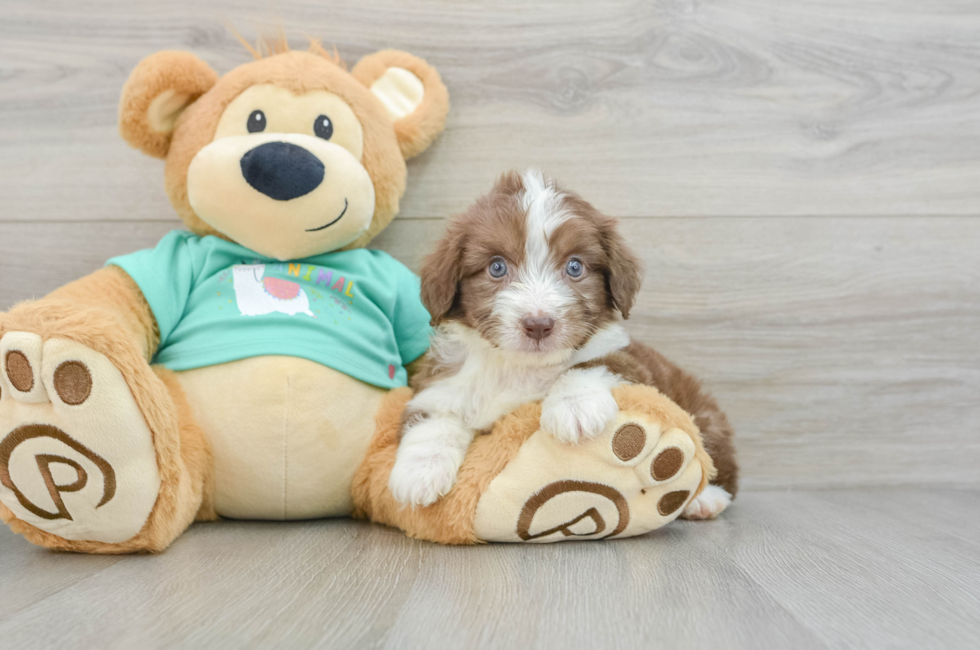 7 week old Mini Aussiedoodle Puppy For Sale - Lone Star Pups