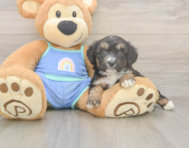 6 week old Mini Aussiedoodle Puppy For Sale - Lone Star Pups