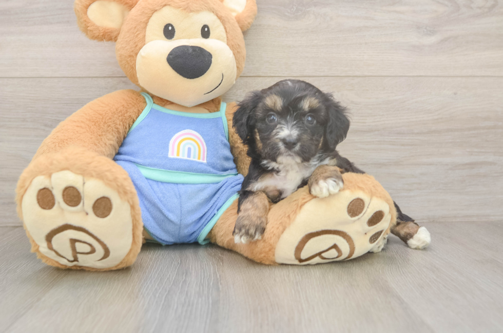 5 week old Mini Aussiedoodle Puppy For Sale - Lone Star Pups