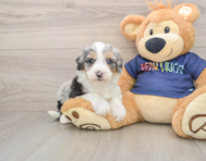 9 week old Mini Aussiedoodle Puppy For Sale - Lone Star Pups