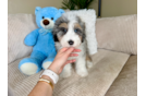 Best Mini Aussiedoodle Baby