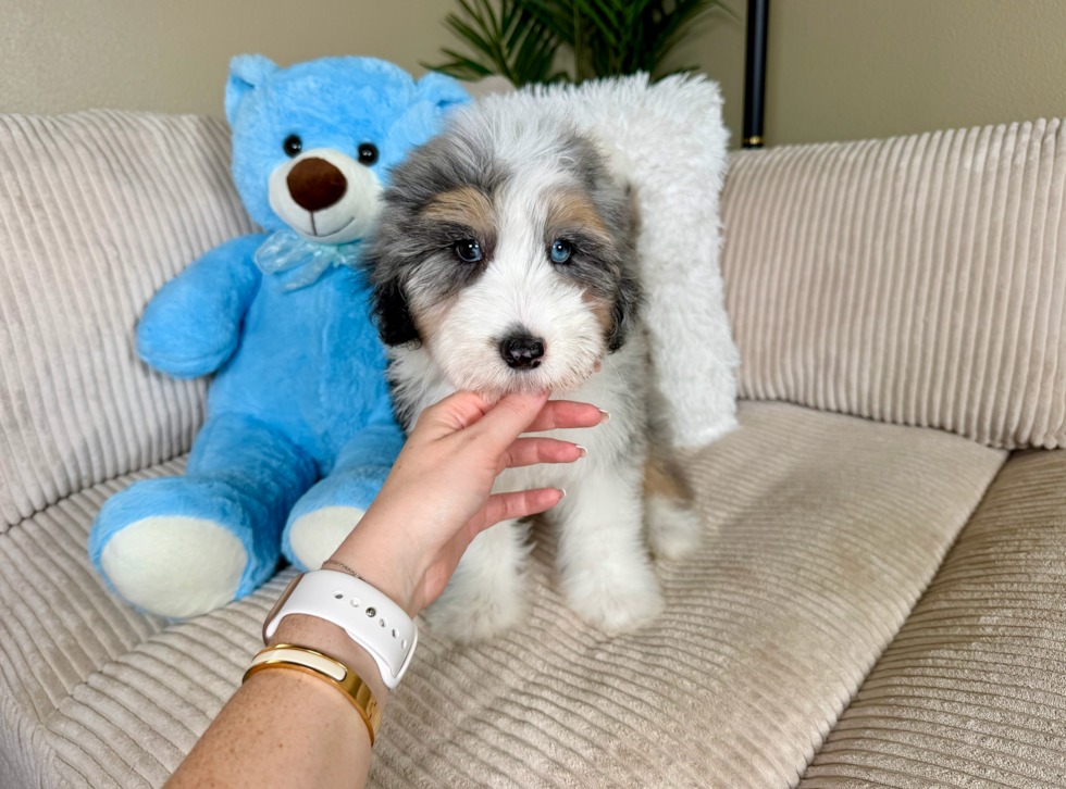 Best Mini Aussiedoodle Baby