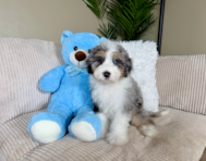 9 week old Mini Aussiedoodle Puppy For Sale - Lone Star Pups