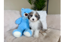 Cute Aussie Poo Poodle Mix Puppy