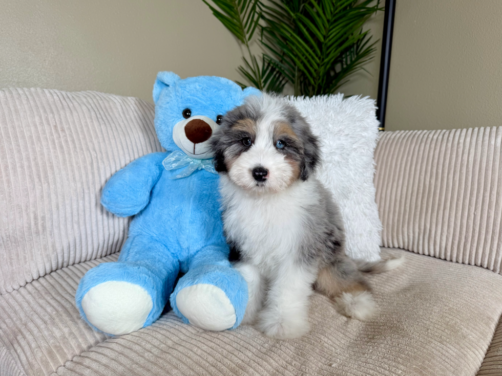 Cute Aussie Poo Poodle Mix Puppy