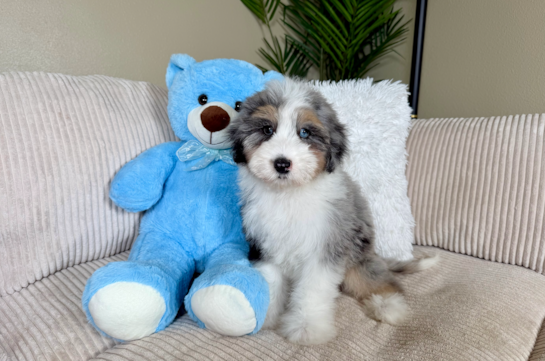 Cute Aussie Poo Poodle Mix Puppy