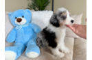 Cute Mini Aussiedoodle Baby