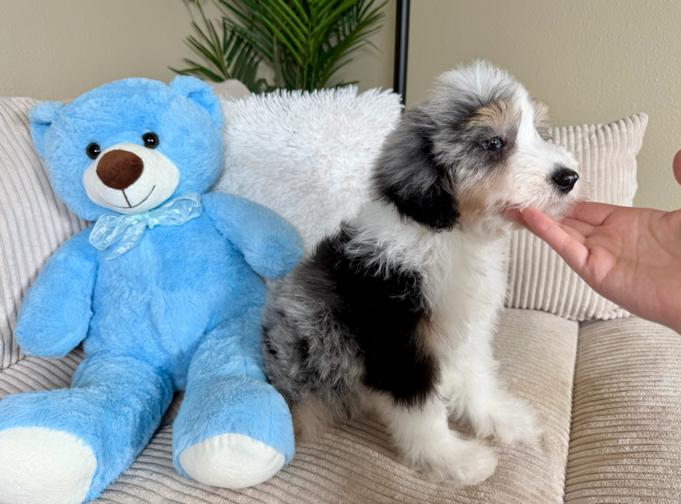 Cute Mini Aussiedoodle Baby