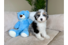 Mini Aussiedoodle Puppy for Adoption