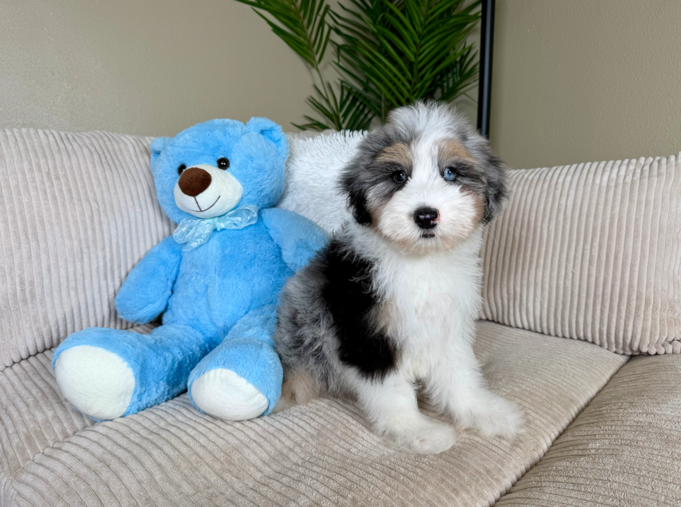 Mini Aussiedoodle Puppy for Adoption