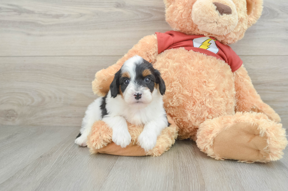 6 week old Mini Aussiedoodle Puppy For Sale - Lone Star Pups