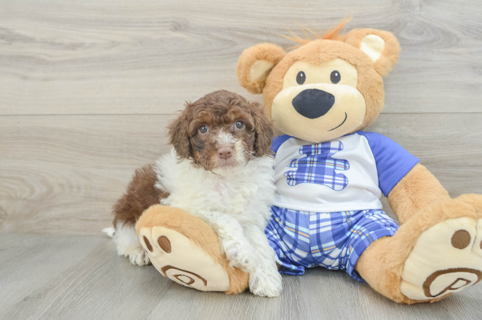 7 week old Mini Aussiedoodle Puppy For Sale - Lone Star Pups