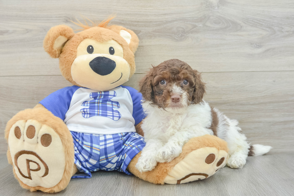 Little Mini Aussiepoo Poodle Mix Puppy