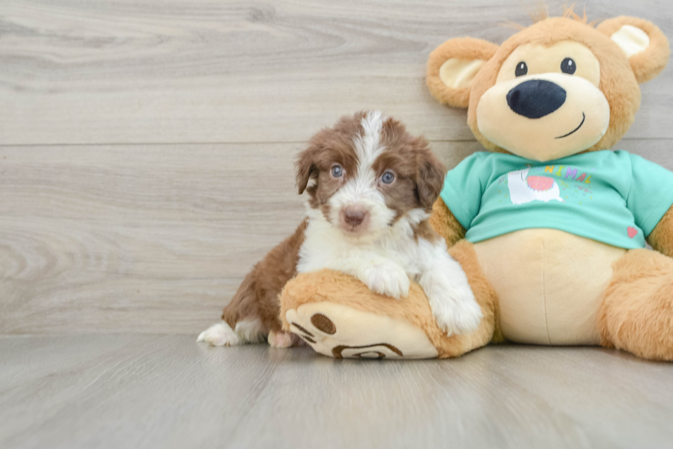 Best Mini Aussiedoodle Baby