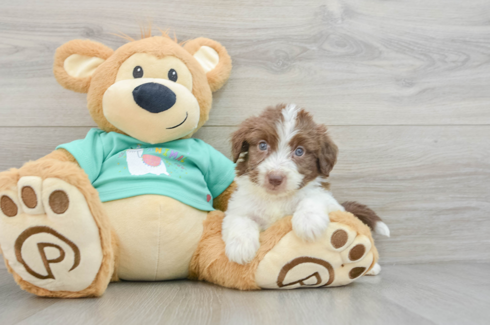 7 week old Mini Aussiedoodle Puppy For Sale - Lone Star Pups