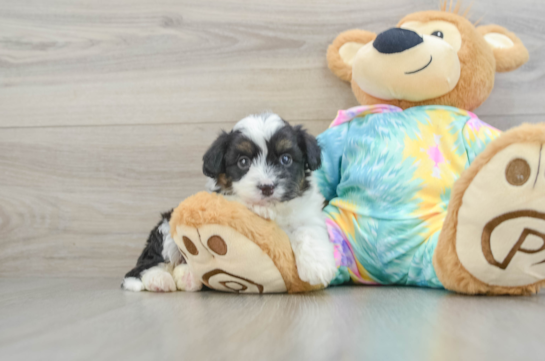 Funny Mini Aussiedoodle Poodle Mix Pup