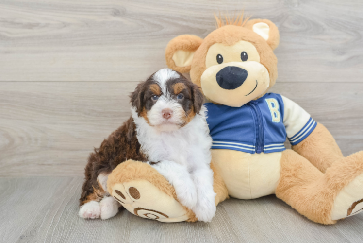 Happy Mini Aussiedoodle Baby