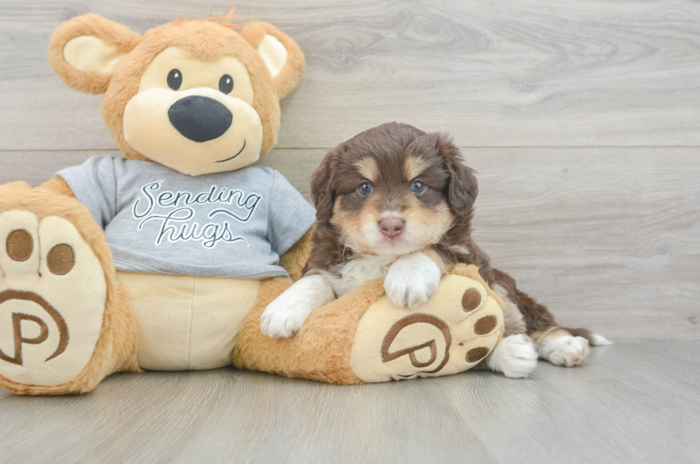5 week old Mini Aussiedoodle Puppy For Sale - Lone Star Pups