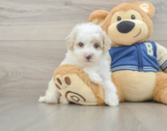8 week old Mini Aussiedoodle Puppy For Sale - Lone Star Pups
