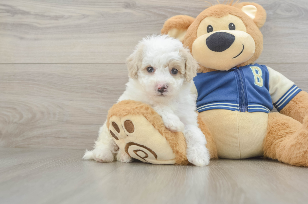 5 week old Mini Aussiedoodle Puppy For Sale - Lone Star Pups
