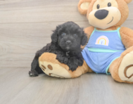 6 week old Mini Aussiedoodle Puppy For Sale - Lone Star Pups