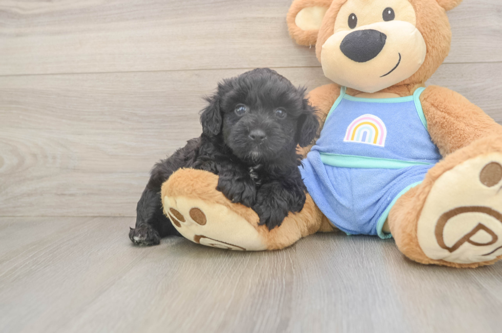 5 week old Mini Aussiedoodle Puppy For Sale - Lone Star Pups